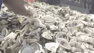 “BILLION OYSTER PROJECT”