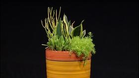 Video thumbnail: Central Texas Gardener Design Dimension with Houseplants & Patio Plants