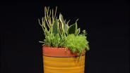 Design Dimension with Houseplants & Patio Plants