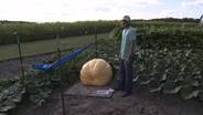 Clearbrook/Gonvick community competes, growing GIANT PUMKINS
