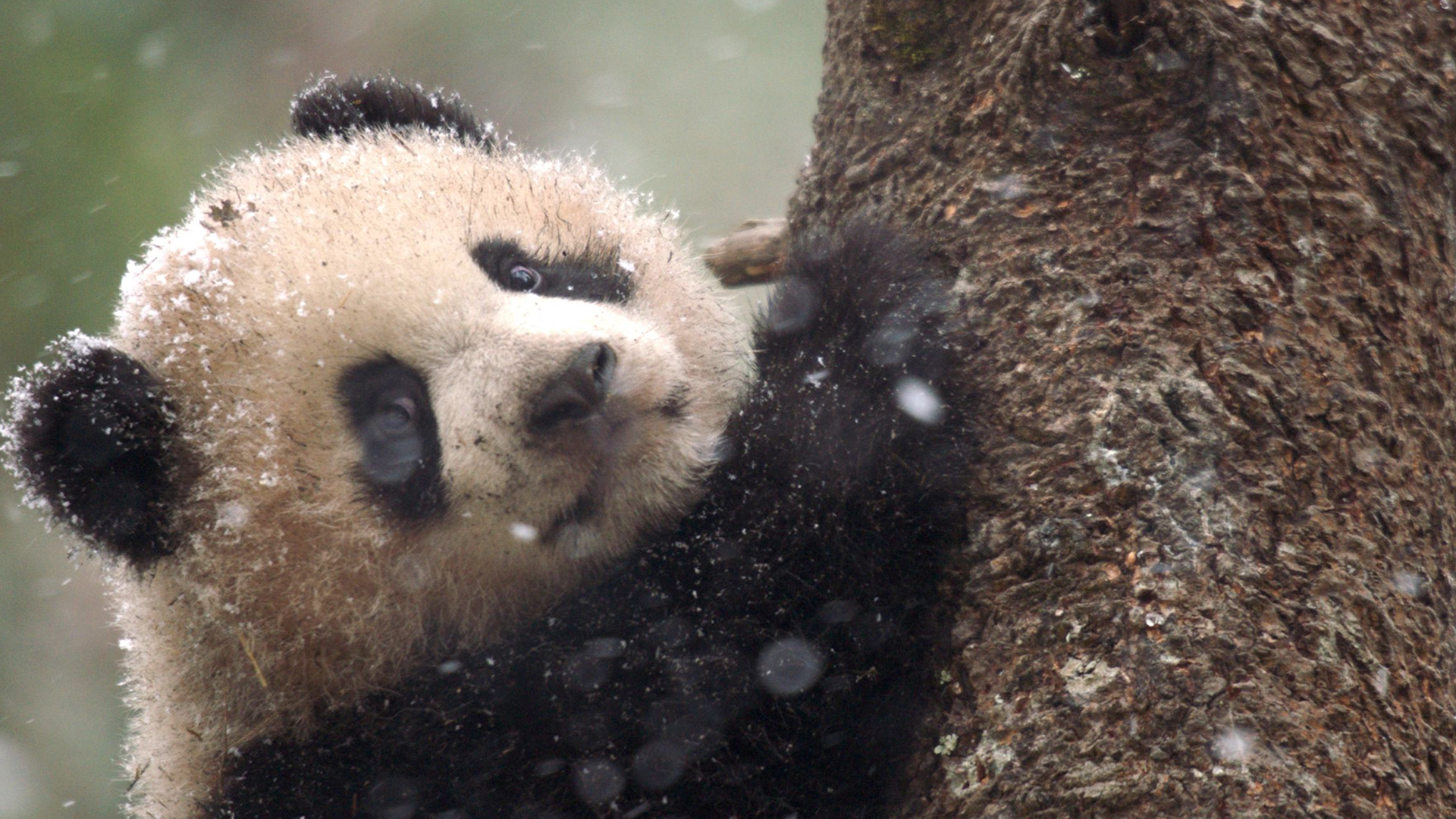 Pandas: Born to be Wild Preview