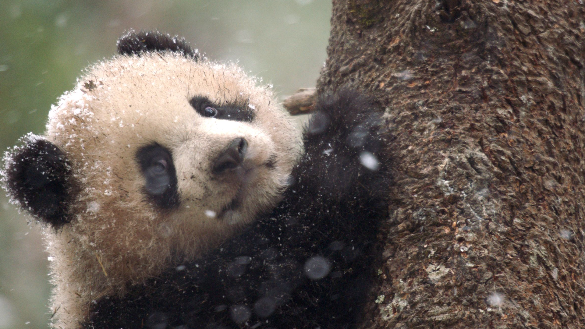 pygmy giant panda