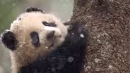 Preview of Pandas: Born to be Wild