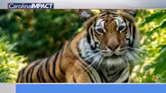Carolina Tiger Rescue Sanctuary