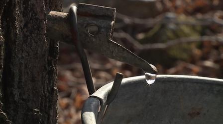 Video thumbnail: The Local Feed Maple | End of the Season