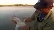 Sharks and Rays