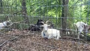 “CITY GOATS” FIGHT BLIGHT