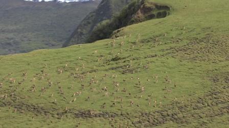 Video thumbnail: Insights on PBS Hawaiʻi 5/5/22 Controlling Axis Deer