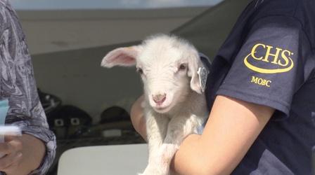 Video thumbnail: Almanac State Fair politics, a Kevin Kling story, a baby farm animal