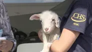 State Fair politics, a Kevin Kling story, a baby farm animal