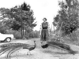 How did Flannery O’Connor’s writing reflect her disability?