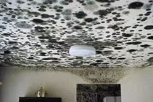 Mold!