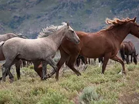 Wild Horses | Outdoor Idaho Website
