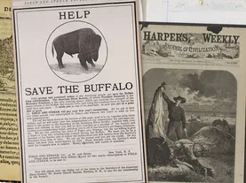 Perspectives on The American Buffalo’s Past and Present