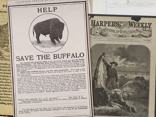 Perspectives on The American Buffalo’s Past and Present