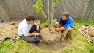 How To Plant a Large Shade Tree