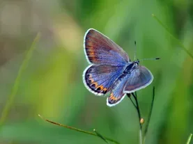 These Super Rare Butterflies Thrive on Army Bases. The U.S. Military is Helping Them.