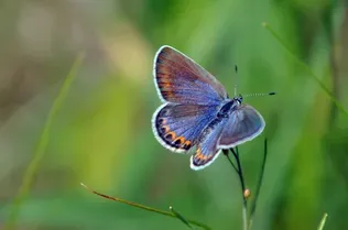 These Super Rare Butterflies Thrive on Army Bases. The U.S. Military is Helping Them.