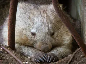 Wombats poop in cubes. Scientists are figuring out how