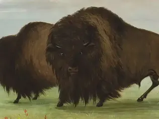 Multimedia Timeline of the American Buffalo