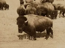 Is it Bison or Buffalo?