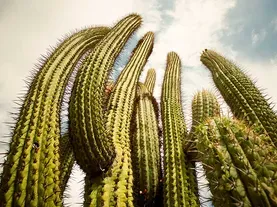 The Secrets of The Cacti