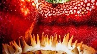 The Eight Weirdest and Coolest Flowers in the World