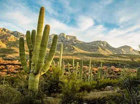 Why Plants Grow So Slow Or So Fast In the Desert