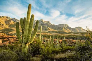 Why Plants Grow So Slow Or So Fast In the Desert