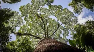 How Plants Adapt to the Rainforest