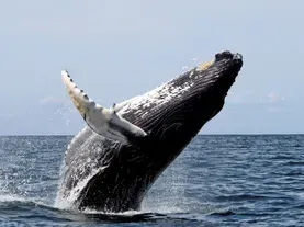Ship Noises Mute the Songs of Humpback Whales