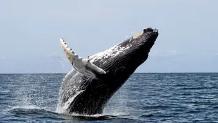 Ship Noises Mute the Songs of Humpback Whales