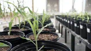 Automated Greenhouse