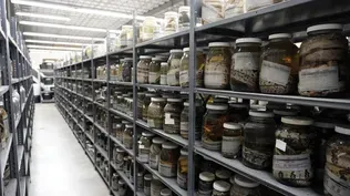 Donate to the Biodiversity Collections