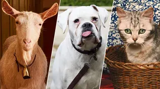 Meet the Animal Cast of Season 4