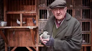 Season 5 History: Homing Pigeons in WWII England