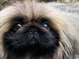 Fun Facts About Pekingese Dogs
