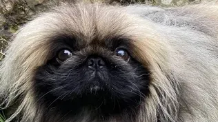 Fun Facts About Pekingese Dogs