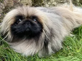 All About Tricki Woo, All Creatures Great and Small’s Pampered Pekingese
