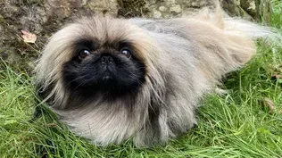 All About Tricki Woo, All Creatures Great and Small’s Pampered Pekingese