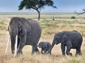 The Depths of Animal Grief