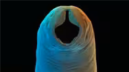 The Worm That Plagued the South