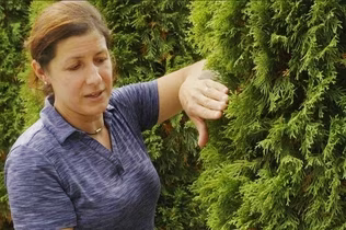 All About Arborvitaes