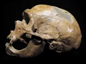 Are Neanderthals Human?