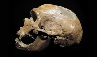 Are Neanderthals Human?