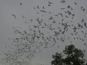 Researchers use migratory bats to track Ebola