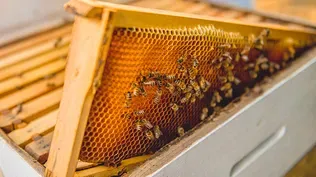 How To Set Up a Beehive: A 12 Step Guide to Beekeeping