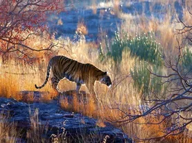 On the Trail of the Bengal Tiger—And Its Feces