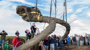 Mammoth Discovery Could Revise Earliest Date of Humans in the Americas