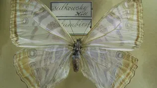 Using butterfly wings as a template for nanotech